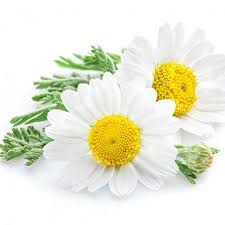 Roman chamomile flowers used for essential oil distillation