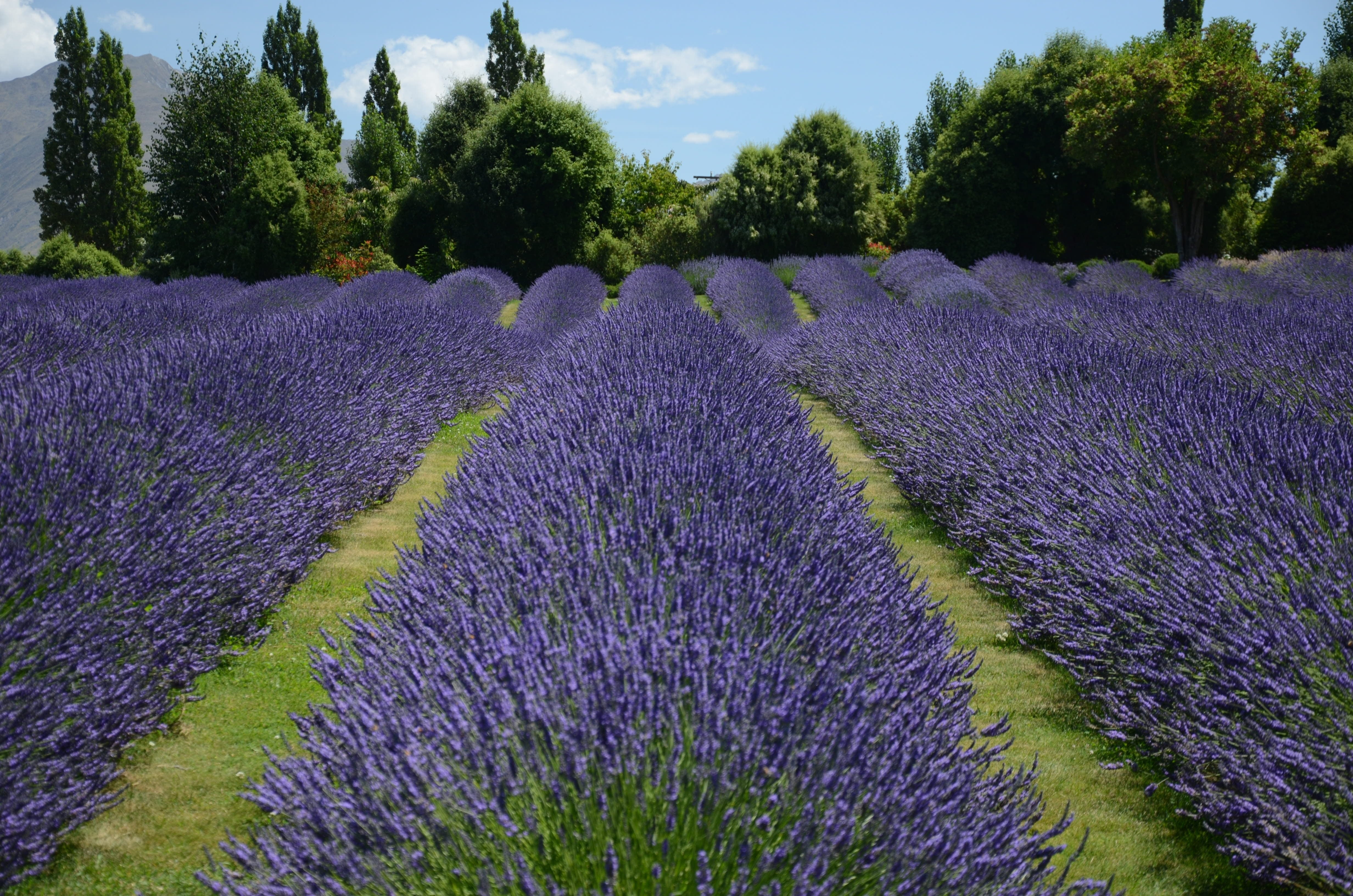 Lavender Collection-shop your Lavender favorites Aroma Thyme Aromatherapy