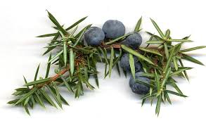 Juniper Berry Essential Oil Organic