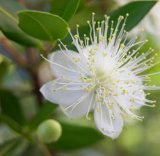 Myrtle essential oil for love and peace