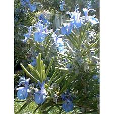 Organic Rosemary Essential Oil – Tuscan Blue (South Africa)